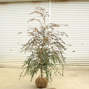 現品発送 アロニア（クックベリー） 株立 樹高1.4-1.9m(根鉢含まず
