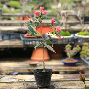 庭木　植木　苗　茶花：つばき　（紅侘助）*　べにわびすけ　ツバキ　椿｜y-bonsai