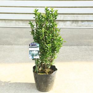 サボテン：トリコケレウス なるほど柱 珍宝閣*幅19cm 現品！一品限り