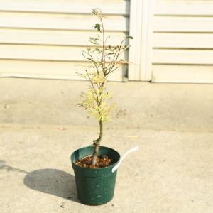 庭木・植木　 庭木苗：花司モミジ（はなつかさもみじ）　もみじ　紅葉　緑ポット　｜y-bonsai