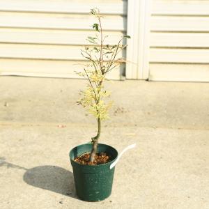 庭木・植木：ツリバナ 風鈴ツリバナ 紅奴（べにやっこ）大株 : 遊恵