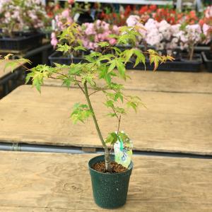 ミニ苗：紫葉もみじ*モミジ/紅葉 : 遊恵盆栽 Yahoo!店 - 通販 - Yahoo