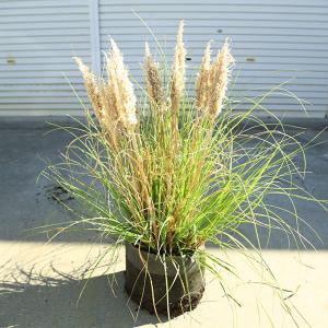 パンパスグラス タイニーパンパ（矮性タイプ）の苗 : 植物・園芸専門店