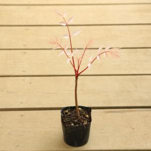 庭木・植木：一才ヒトツバタコ*（なんじゃもんじゃの木）ナンジャ