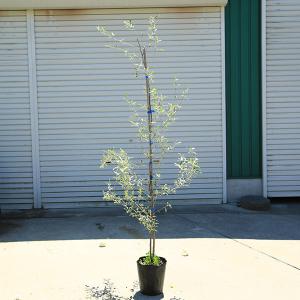 ♪ニオイシュロラン≪ドラセナ・鉢植え1.7≫リゾート庭木♪ : 緑花木