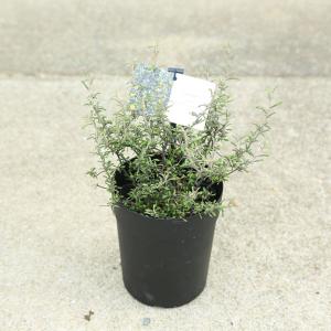 庭木苗・植木苗：斑入りマサキ*（キンマサキ）樹高40cm 金正木 きん