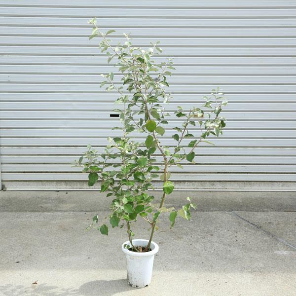 庭木　植木：シマグミ*マルバアキグミ　樹高100ｃｍ　大株