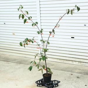 庭木・植木：オリーブ（シプレッシーノ）*樹高150cm 現品限り 大型