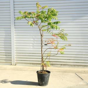 苗：さつき（若恵比寿） : 遊恵盆栽 Yahoo!店 - 通販 - Yahoo!ショッピング