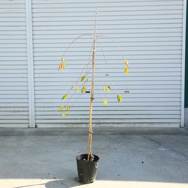 庭木・植木：仙台枝垂れ桜（仙台しだれ桜）*樹高：約120ｃｍ　*佐川急便