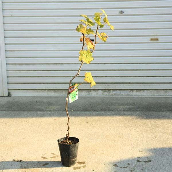 庭木・植木・果樹：ぶどう　苗（シャインマスカット）*樹高80ｃｍ　PVP