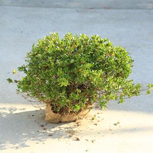 庭木・植木：赤花サツキ（さつき）赤　大株　幅40ｃｍ*　皐月　赤花　五月｜y-bonsai