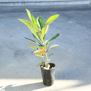 枇杷(びわ)苗木 田中 : 植物・園芸専門店 花育通販Yahoo!店 - 通販