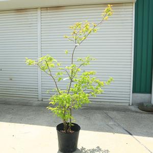 夏ハゼ 5本株立ち 約1.3m 現品発送 特大苗木 植木 大苗 ナツハゼ