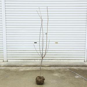 庭木:利休梅(リキュウバイ)* 樹高:約160cm 全高:約 庭木:利休梅(リキュウバイ)* 樹高:約160cm 全高:約