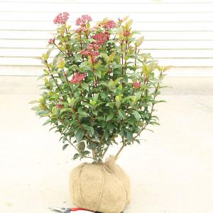 庭木：カクレミノ(小)* : 遊恵盆栽 Yahoo!店 - 通販 - Yahoo!ショッピング