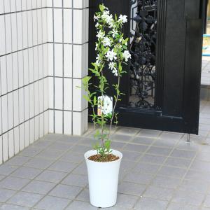 庭木・植木・鉢植え：　利休梅（りきゅうばい）リキュウバイ　全高100ｃｍ　硬質プラ鉢植え*そのまま置いて清楚なお花を楽しんで下さい｜y-bonsai