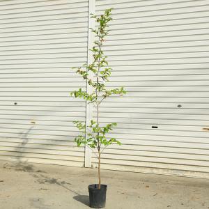 夏椿（シャラの木）：夏椿（シャラノキ） : 日本花卉ガーデンセンター