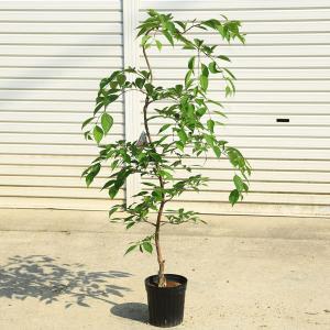 苗：オトコヨウゾメ*おとこようぞめ : 遊恵盆栽 Yahoo!店 - 通販