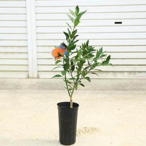 庭木 植木 果樹：早生温州みかん（わせうんしゅう）* 蜜柑 苗 8号 現品