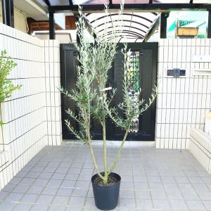 庭木：山茱萸（サンシュユ）*さんしゅゆ 根巻苗 限定10本限り 佐川急便