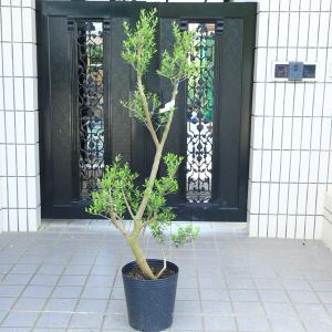 おしゃれ 観葉植物 シンボルツリー:オリーブの木 Oli-me SOUJU おしゃれ 観葉植物 シンボルツリー:オリーブの木 Oli-me SOUJU