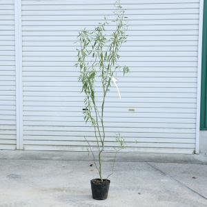 庭木：オオデマリ（白）*特選品！ 樹高約120cm 佐川急便発送