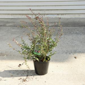 庭木・植木:ロニセラ パープルストーム*(ガーデ...の商品画像