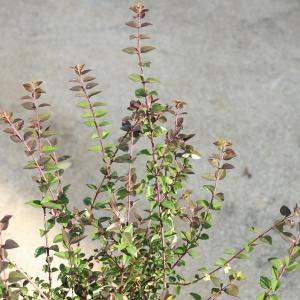 庭木・植木:ロニセラ パープルストーム*(ガー...の詳細画像1