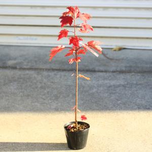 庭木・植木：ツリバナ 風鈴ツリバナ 紅奴（べにやっこ） : 遊恵盆栽
