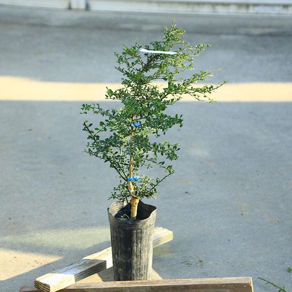 庭木　植木　果樹　苗木：フィンガーライム（キャビアライム）リトルルビー*赤実品種　樹高60ｃｍ　全高...