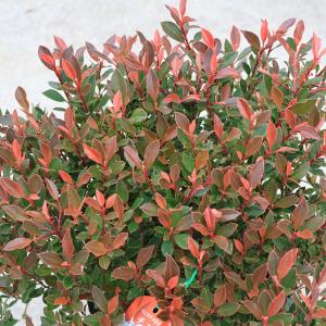 庭木 植木:矮性ベニカナメモチ(チコ)リトルレ...の詳細画像1