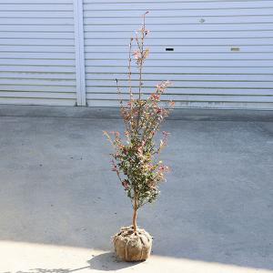 庭木・植木：姫サザンカ（ルッチェンシス）大株*琉球椿　芳香サザンカ　姫サザンカ 　つばき　ツバキ