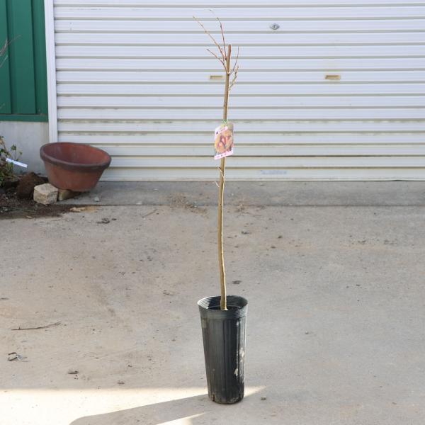 庭木・植木・苗：栗の木*　くり　栗（利平栗）りへい　接ぎ木　樹高80ｃｍ＊栗の王様