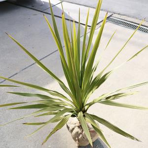 庭木 植木:ドラセナ(ニオイシュラン)*コルジ...の詳細画像1