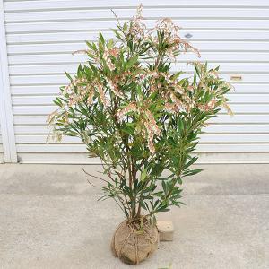 引き取り限定】盆栽 ブナの木？ シデの木？ 観葉植物 庭 木