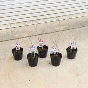 庭木・植木：矮性サルスベリ（百日紅）*ウィズラブシリーズ　各色お選びいただけます。さるすべり　エターナル　チェリー　ガール　ヴァージン