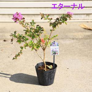 庭木・植木:矮性サルスベリ(百日紅)*ウィズラ...の詳細画像1