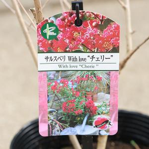 庭木・植木:矮性サルスベリ(百日紅)*ウィズラ...の詳細画像2