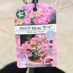 庭木・植木:矮性サルスベリ(百日紅)*ウィズラ...の詳細画像3