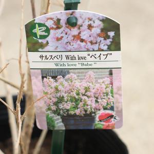庭木・植木:矮性サルスベリ(百日紅)*ウィズラ...の詳細画像4