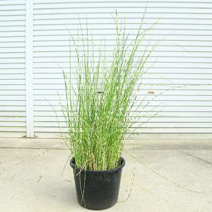 庭木・抽水植物・水生植物：シマフトイ（しまふとい）縞フトイ　特大株＊ビオトープ　花材　水辺植物