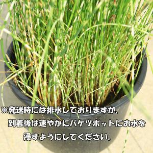 庭木・抽水植物・水生植物:シマフトイ(しまふと...の詳細画像1