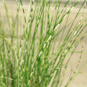 庭木・抽水植物・水生植物:シマフトイ(しまふと...の詳細画像2