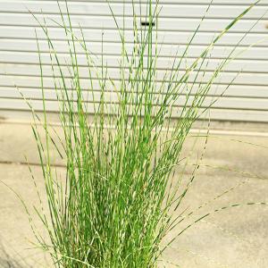 庭木・抽水植物・水生植物:シマフトイ(しまふと...の詳細画像3