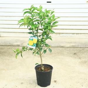 庭木　植木　果樹：一才柚子（花柚子）*6号　柚子　ゆず　母の日　父の日　敬老の日　プレゼント　６月　小さな実がなっています。
