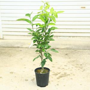 庭木：常緑ヤマボウシ（ホンコンエンシス・月光）* 佐川急便（大型商品