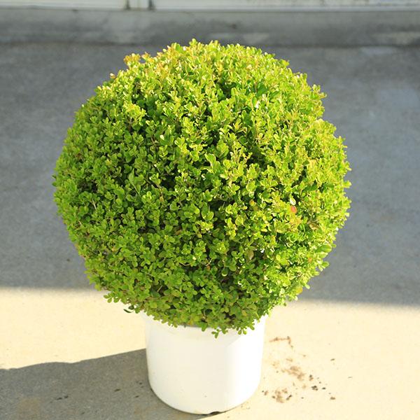 庭木・植木：ボックスウッド（西洋柘植）玉造り　10号*全高80ｃｍ 現品限り　