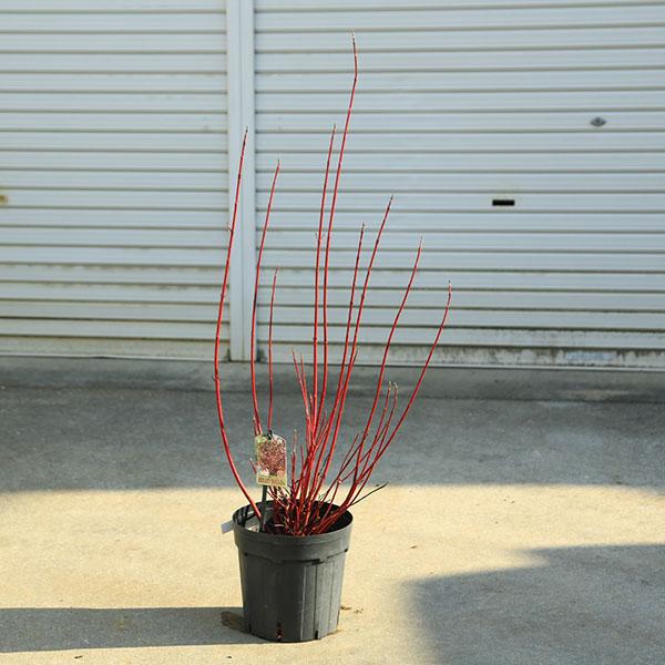 特選庭木・植木：コルヌス　アルバ　ミラクル　樹高80ｃｍ　大株！*　サンゴミズキ（斑入り珊瑚ミズキ）