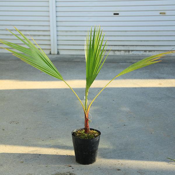 庭木　植木 ：ワシントンヤシ（ワシントン椰子）　ヤシの木　全高80ｃｍ*　